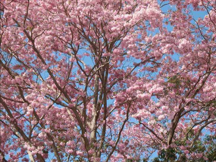 Torrance Cherry Blossom Cultural Festival