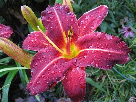 Daylily Show and Competition--Open to Public