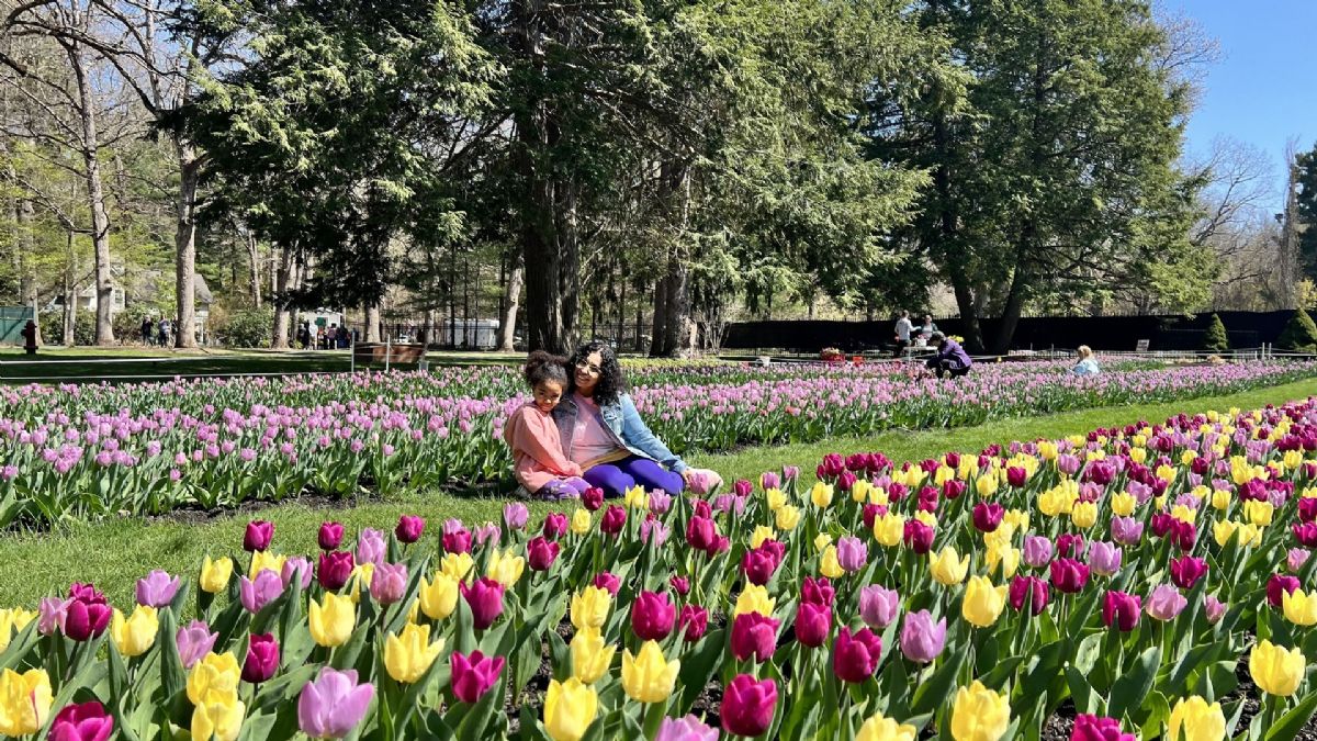 Tulip Mania at the Garden at Elm Bank