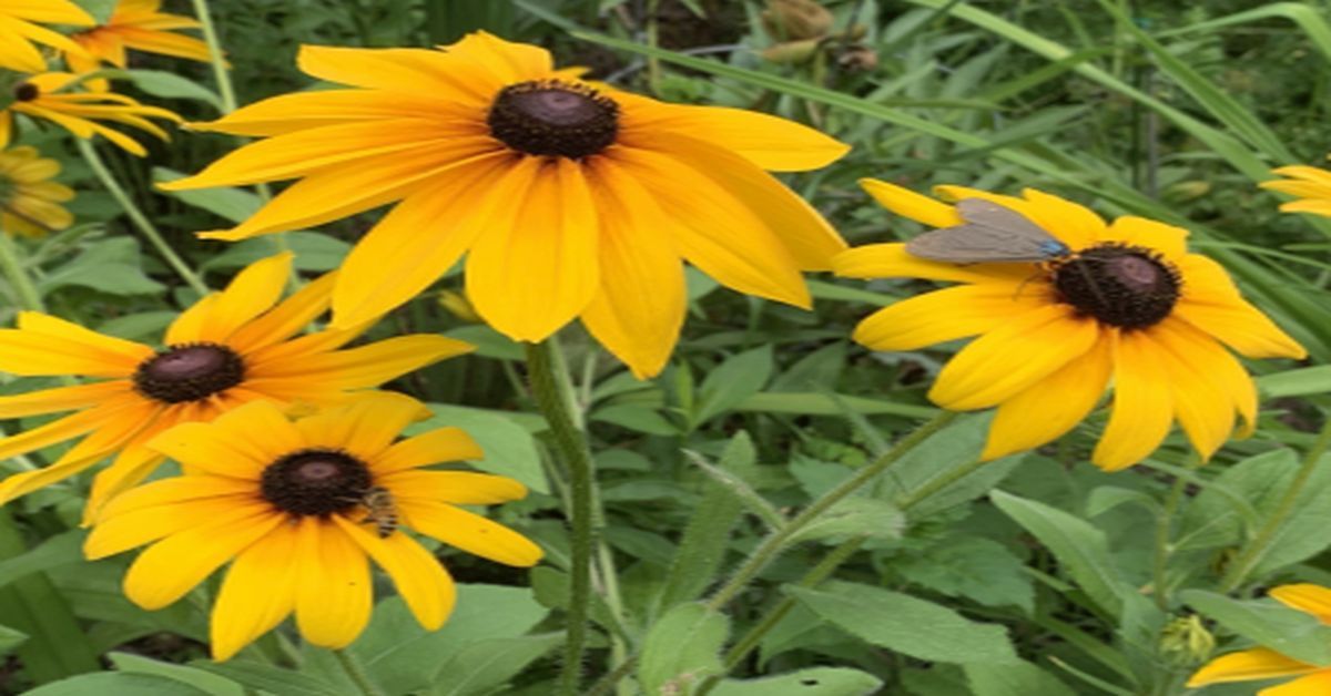 2024 Annual Garden Tour