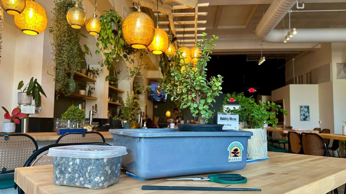 Bonsai and Brews at Trellis at Buchman Ybor City