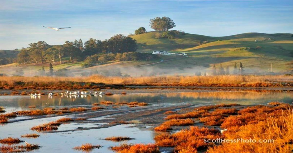 Petaluma Wetlands Vision - Community Unveiling