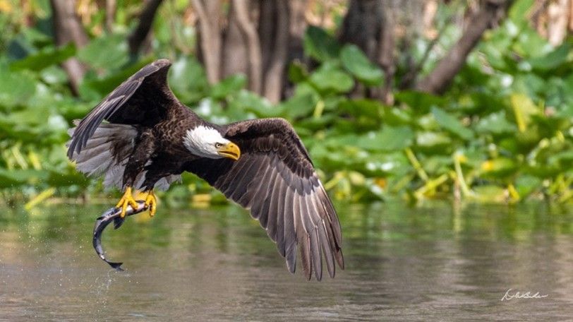 Teatown Hudson River EagleFest 2026